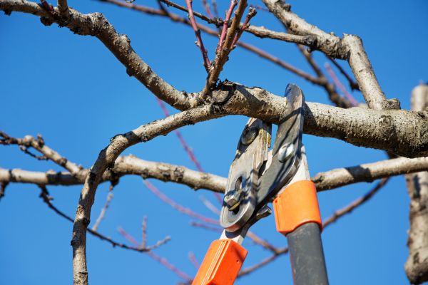 Grow your Pine Tree Pruning business