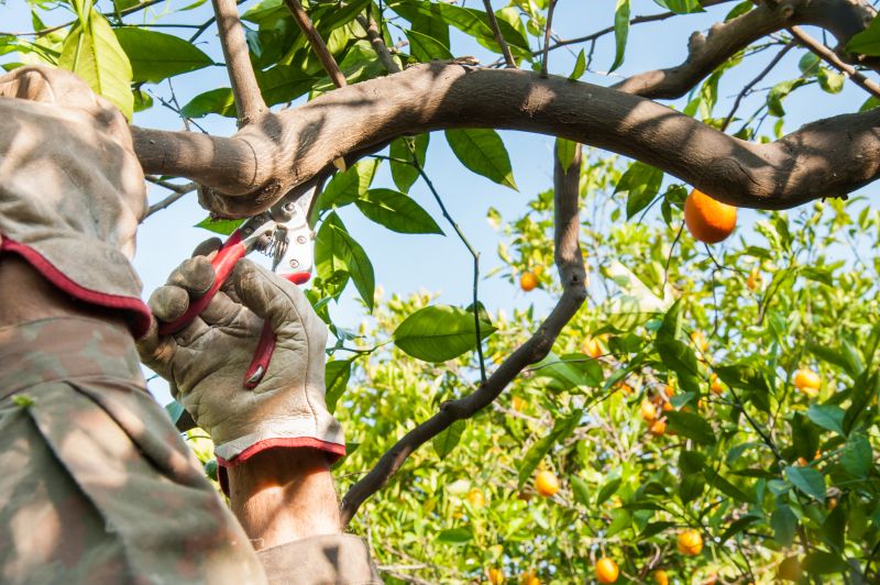 Apple Tree Pruning in Reno, NV