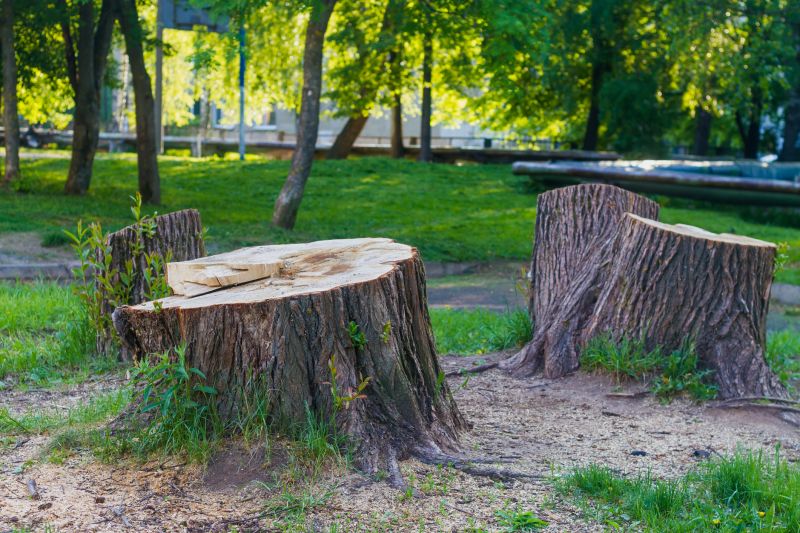 Bamboo Stump Removal in Aiken, SC