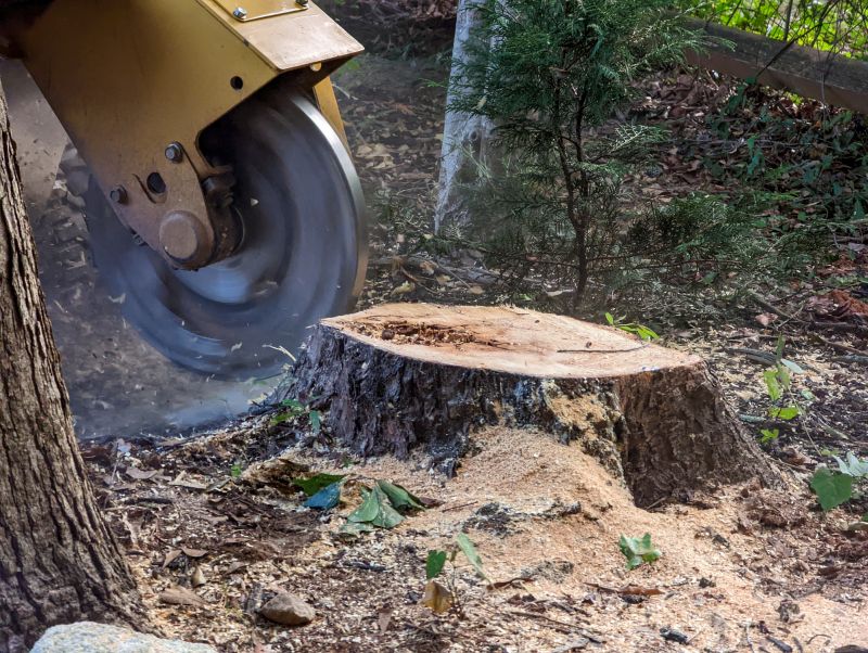 Bamboo Stump Removal in Aiken, SC