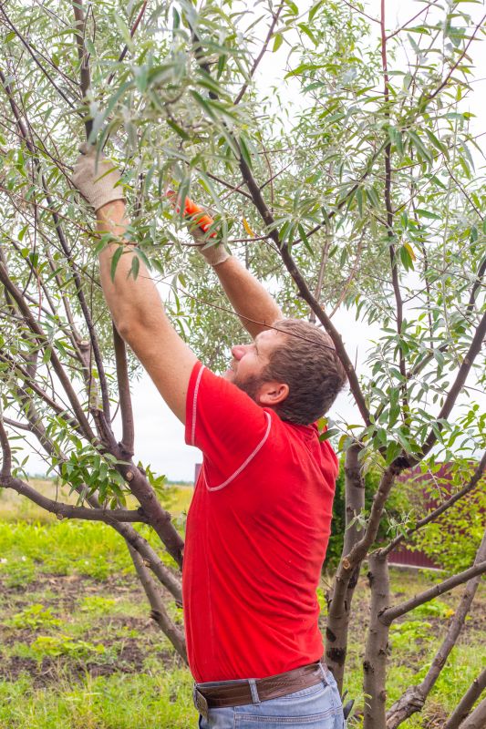 Birch Tree Pruning in San Jose, CA
