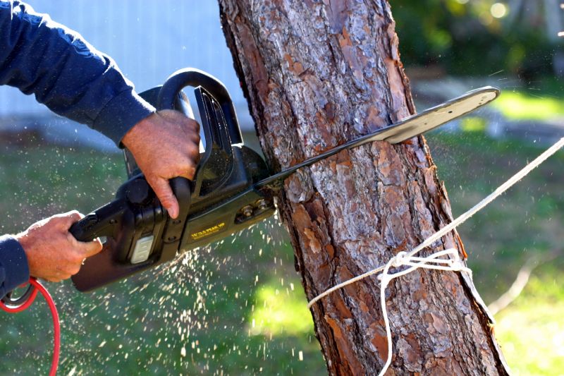 Birch Tree Removal in Bucks County, PA