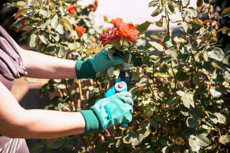 Butterfly Bush Pruning in Aiken, SC