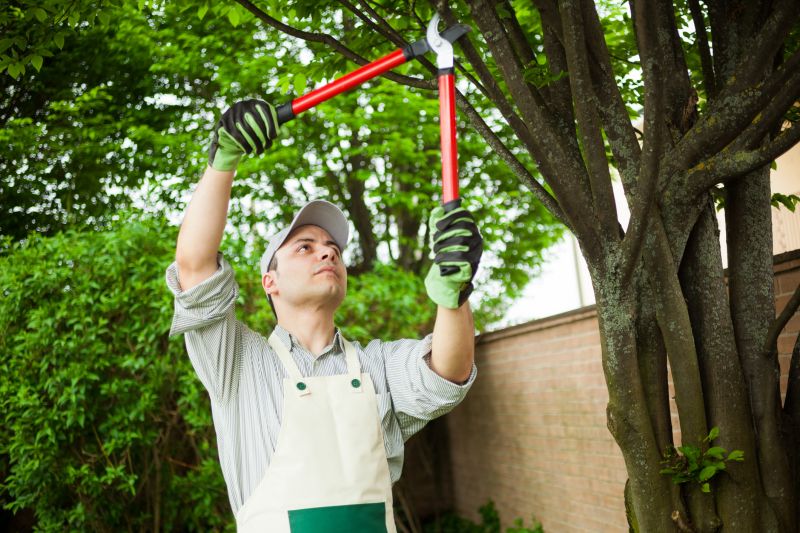 Cedar Tree Pruning in San Jose, CA