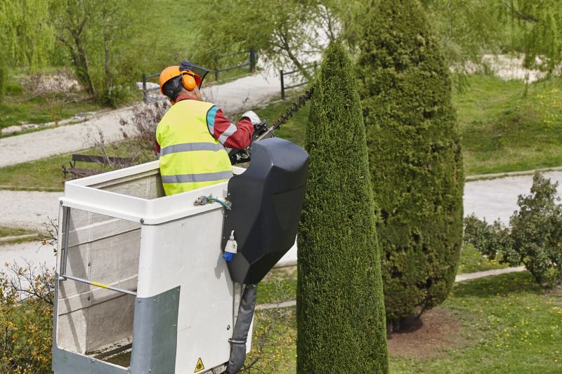 Cedar Tree Pruning in Reno, NV