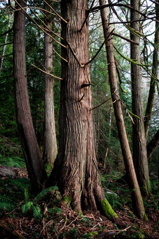 Cedar Tree Pruning in Pottstown, PA