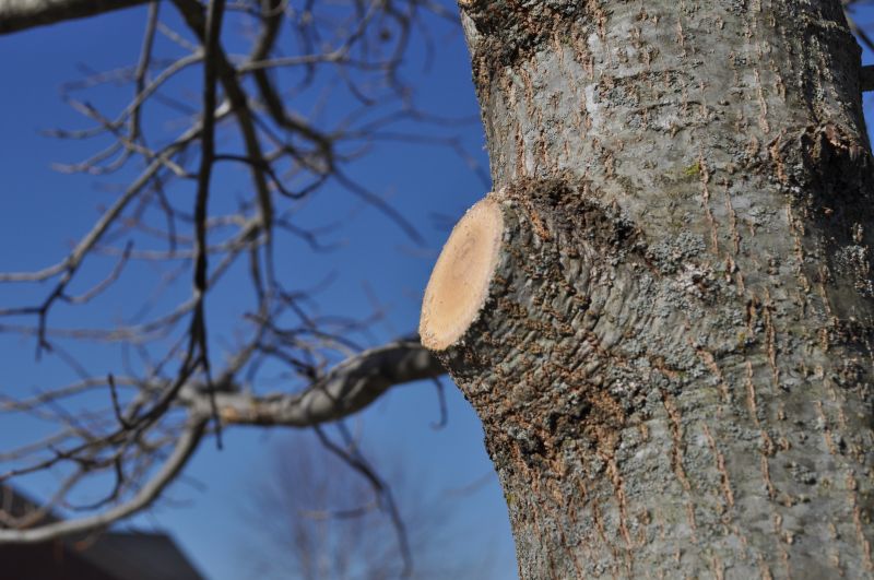 Cedar Tree Pruning in Allentown, PA
