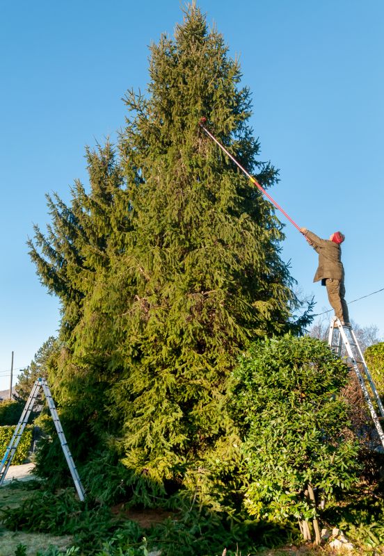 Cedar Tree Trimming in Allentown, PA