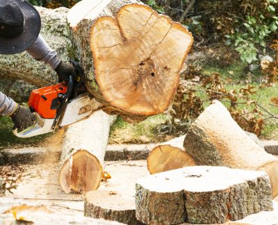 Commercial Tree Removal in Aiken, SC
