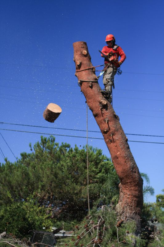 Commercial Tree Service in Reno, NV