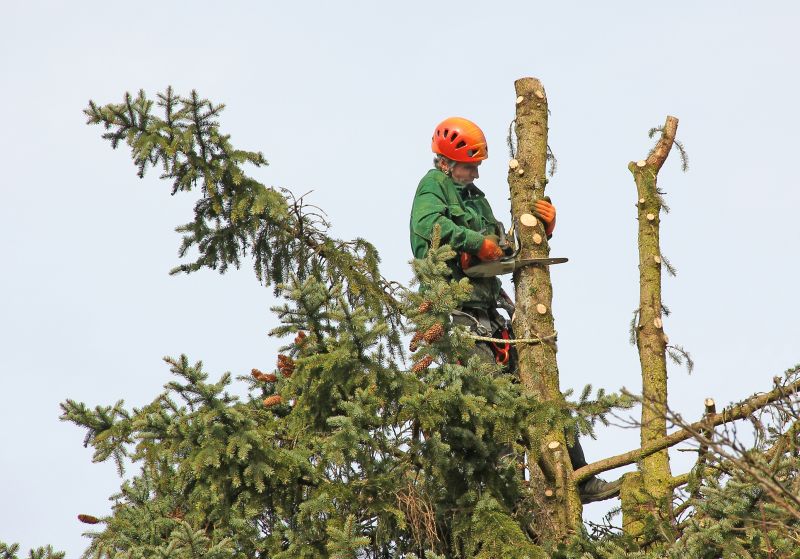 Pine Tree Pruning