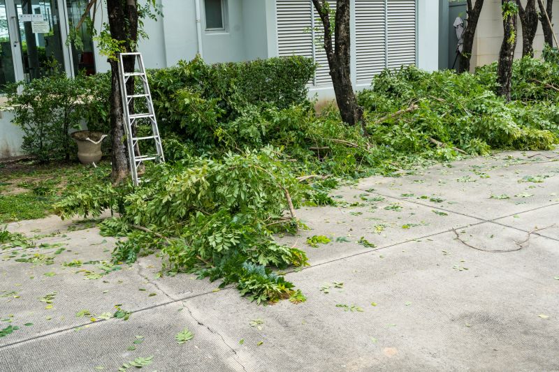 Cypress Tree Removal in Aiken, SC