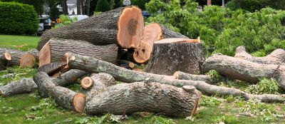 Cypress Tree Removal in Doylestown, PA