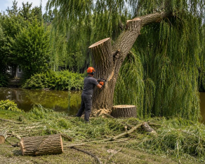 Cypress Tree Removal in Montgomery County, PA