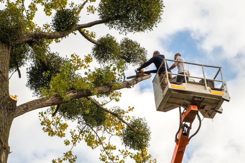 Cypress Tree Trimming in San Jose, CA