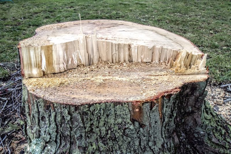 Dead Tree Removal in Bucks County, PA