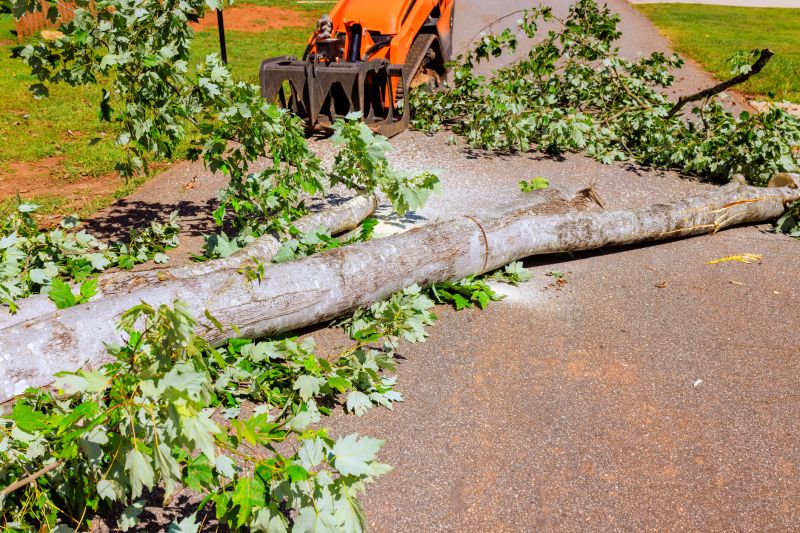 Dead Tree Removal in Aiken, SC