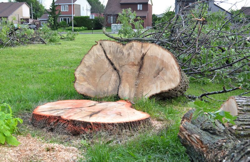 Dogwood Tree Removal in Bucks County, PA
