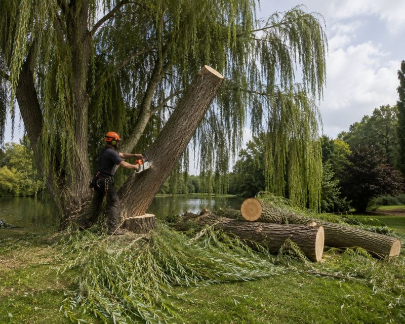 Dogwood Tree Removal in Doylestown, PA