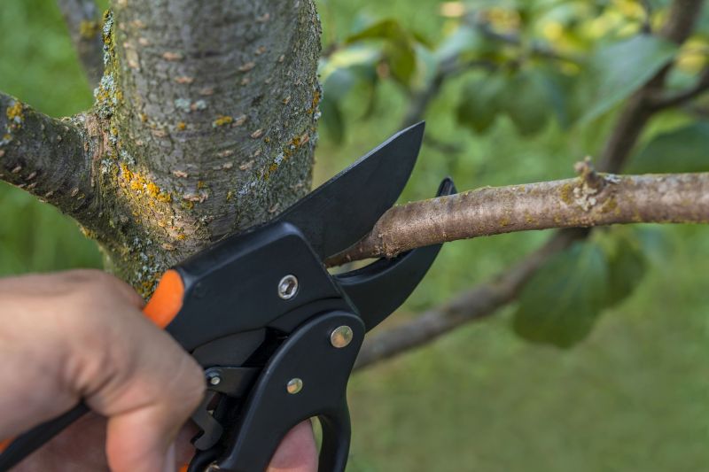 Elm Tree Removal in Montgomery County, PA