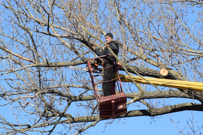 Emergency Tree Trimming in Reno, NV
