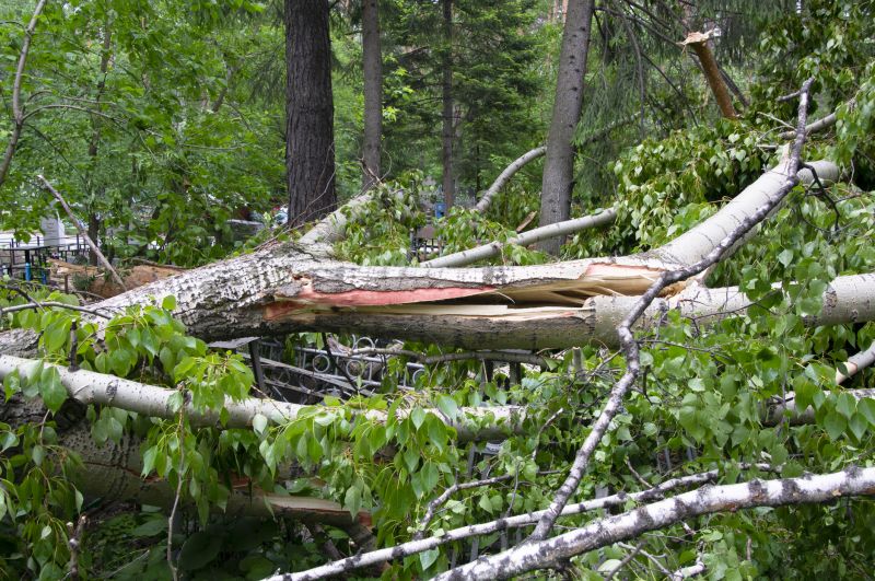 Fallen Tree Removal in Aiken, SC