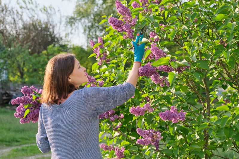 Hydrangea Pruning in Aiken, SC