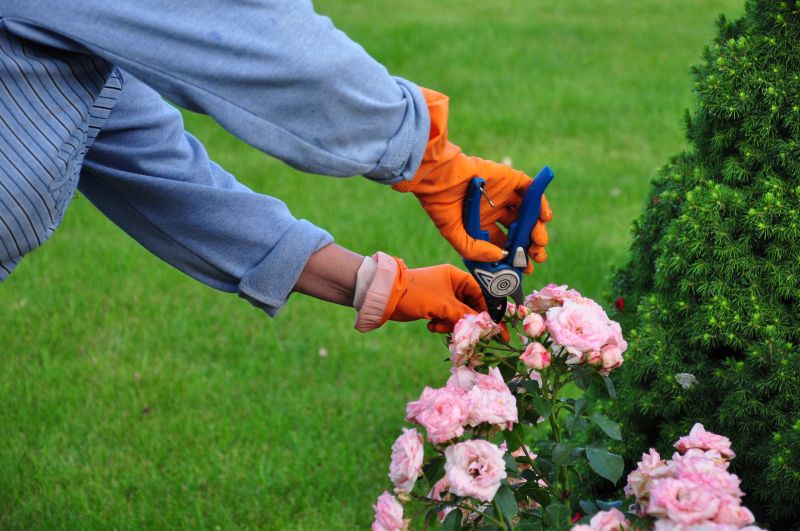 Knockout Roses Pruning in Ventura County, CA