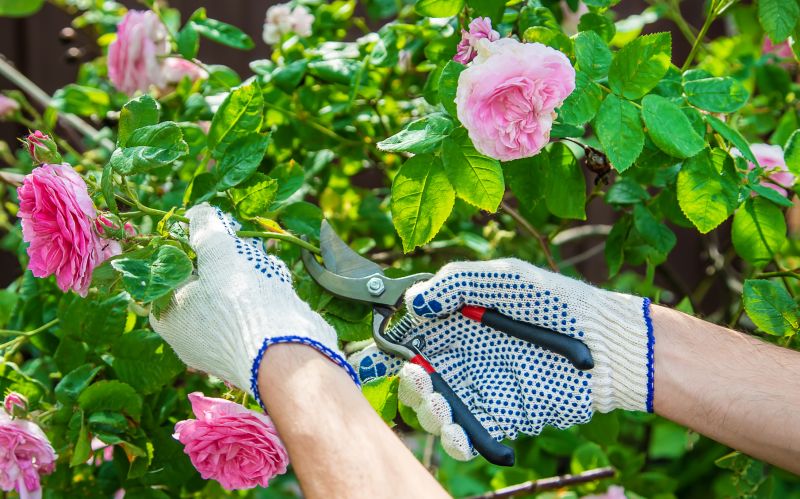Knockout Roses Pruning in Aiken, SC