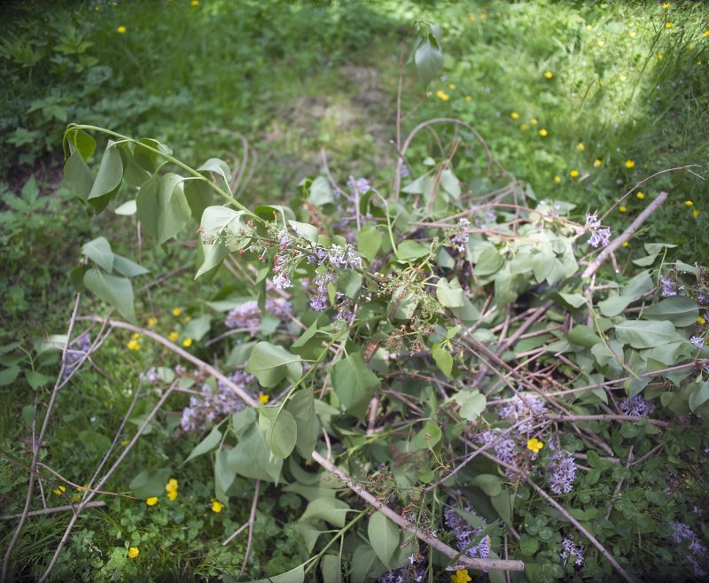 Lilac Trimming Service in Aiken, SC