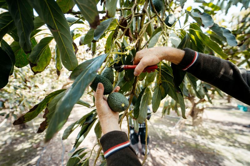 Orchard Tree Pruning in San Jose, CA