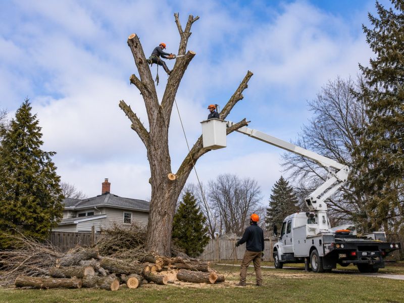 Palm Tree Removal in Aiken, SC