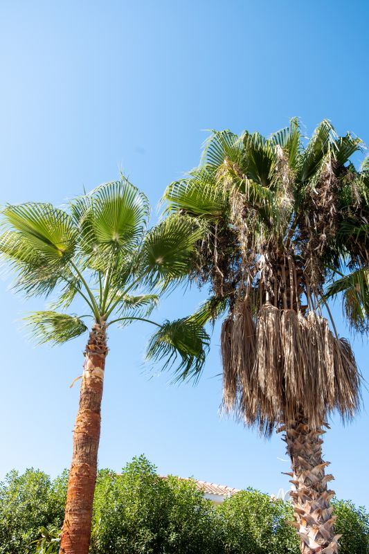 Palm Tree Trimming in Reno, NV
