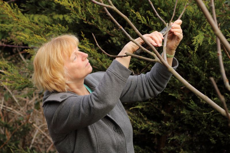 Peach Tree Pruning in Pottstown, PA