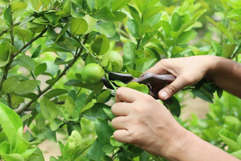 Pear Tree Pruning in Reno, NV