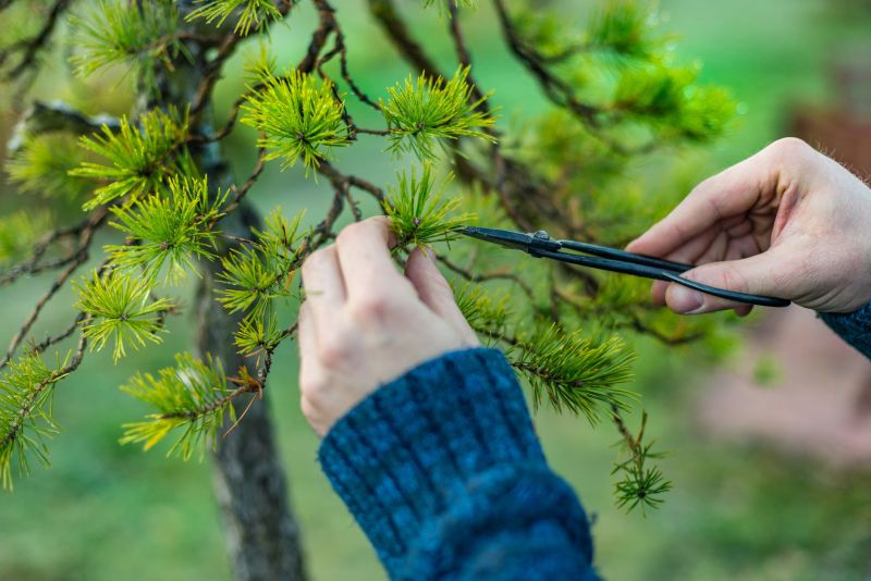 Pear Tree Pruning in San Jose, CA