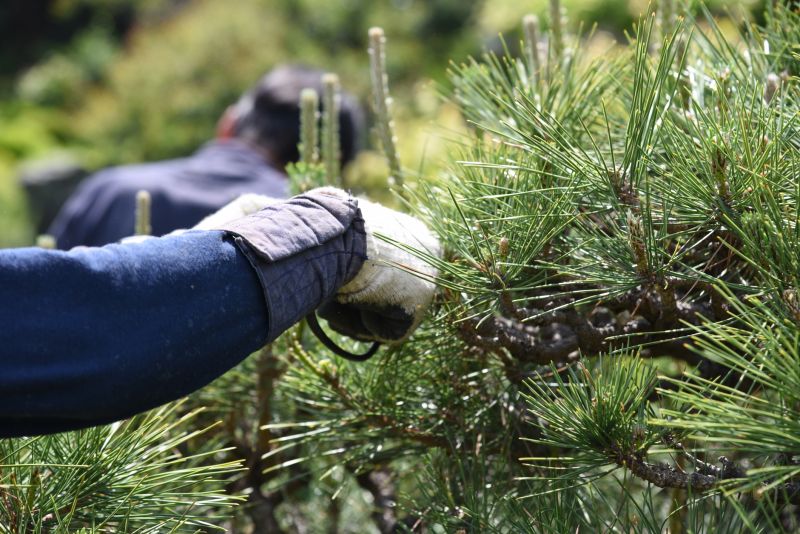 Pine Tree Pruning