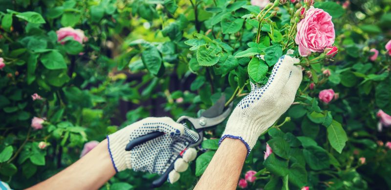 Rhododendron Pruning in Aiken, SC