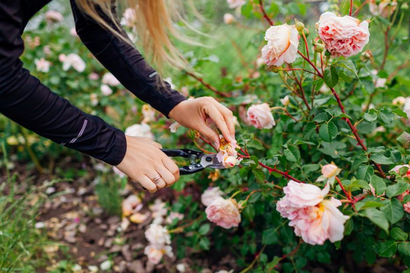 Rhododendron Pruning in Honolulu, HI