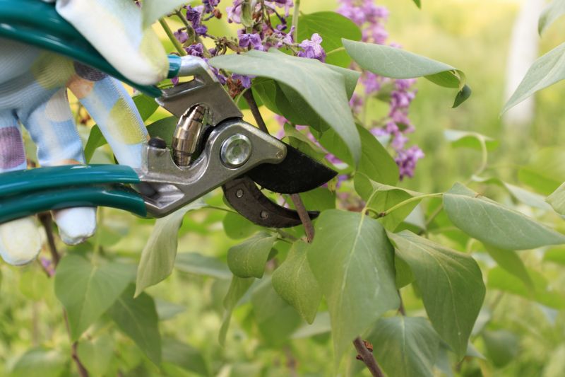 Shrub Pruning in Ventura County, CA