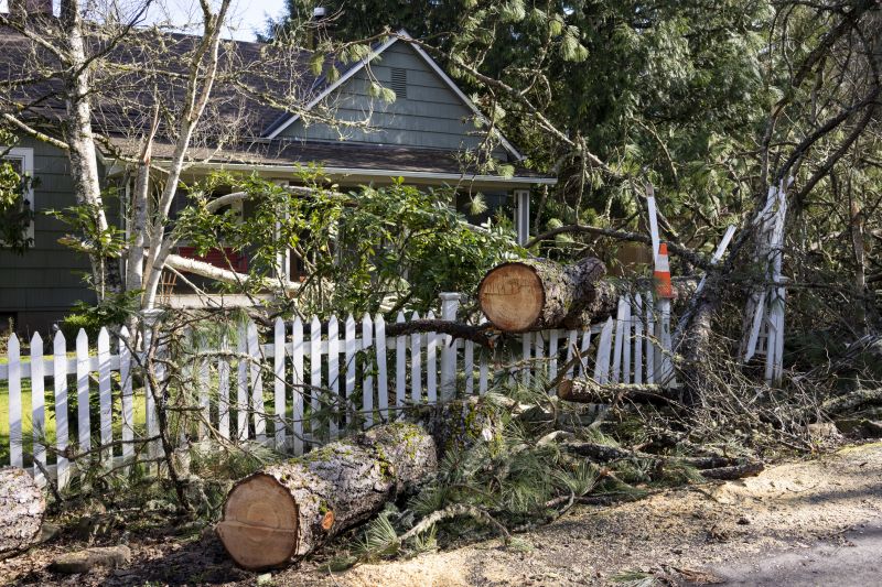Spruce Tree Removal in San Jose, CA
