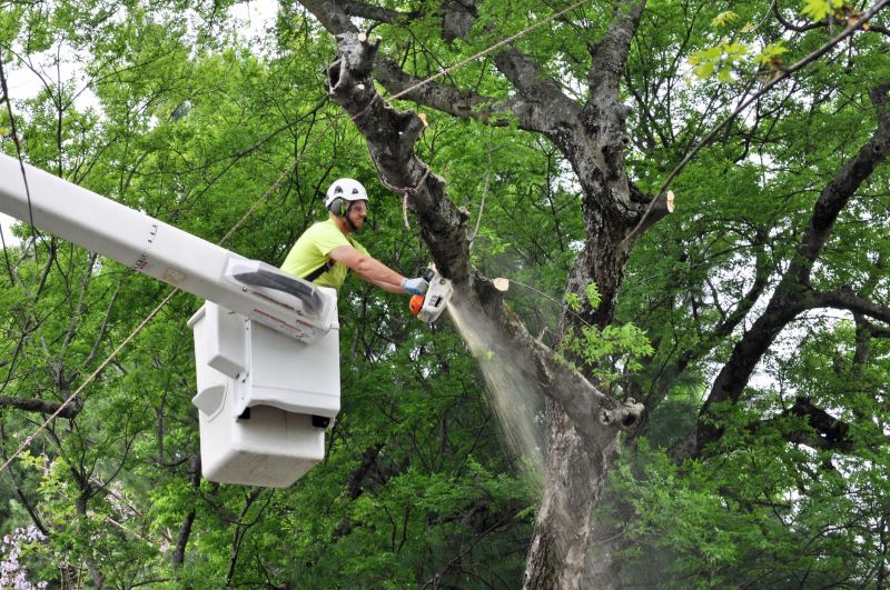 Spruce Tree Removal in Aiken, SC