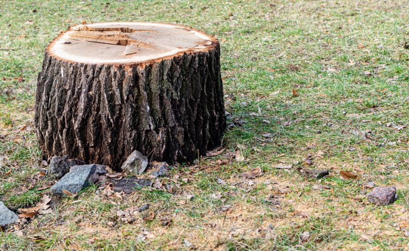 Stump Cutting in Aiken, SC