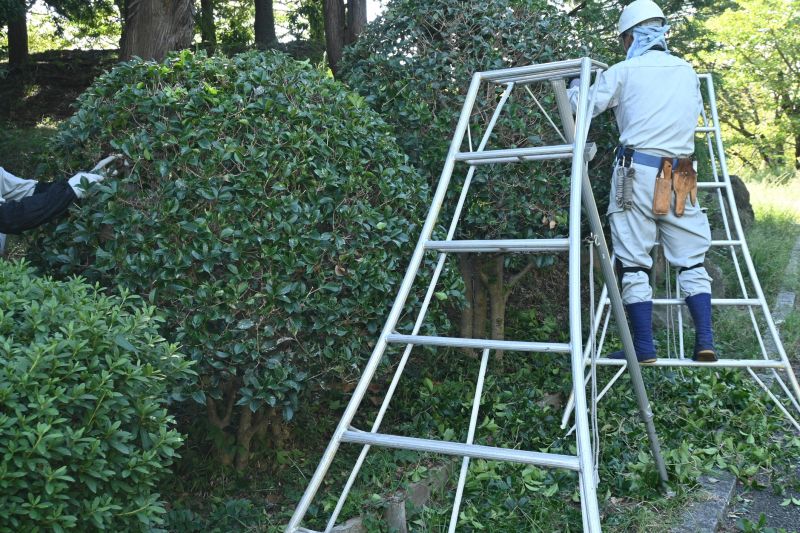 Topiary Shaping in Honolulu, HI
