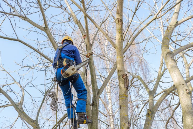 Tree Canopy Thinning in Pottstown, PA