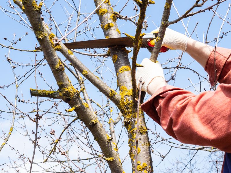 Tree Lopping Service in Reno, NV