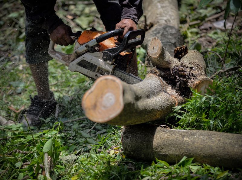 Tree Service in San Jose, CA
