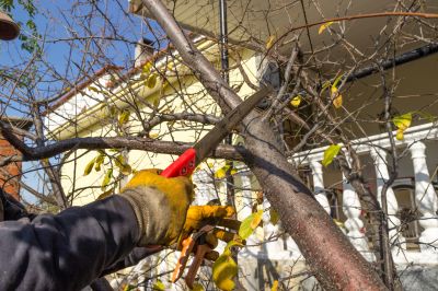 Tree Shaping Service in Doylestown, PA