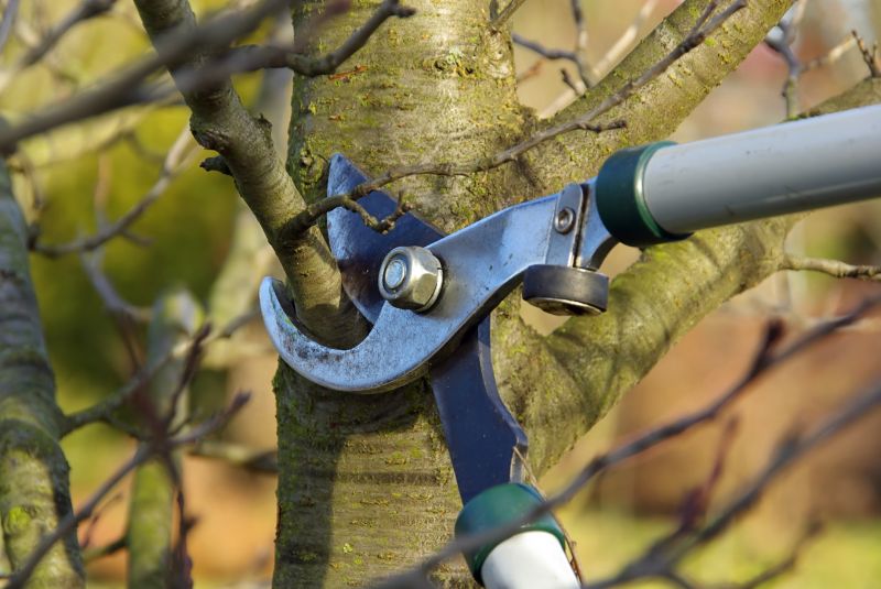 Tree Shaping Service in Pottstown, PA
