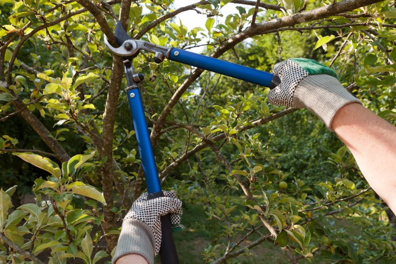 Professional Tree Trimming Tools
